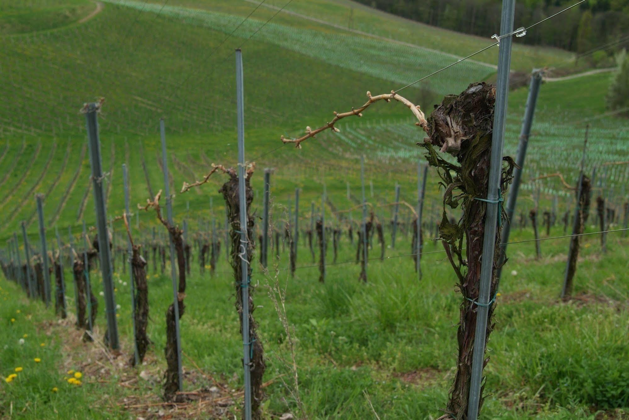 Weingut Primus Suedsteiermark Spielfeld Buitenkant foto