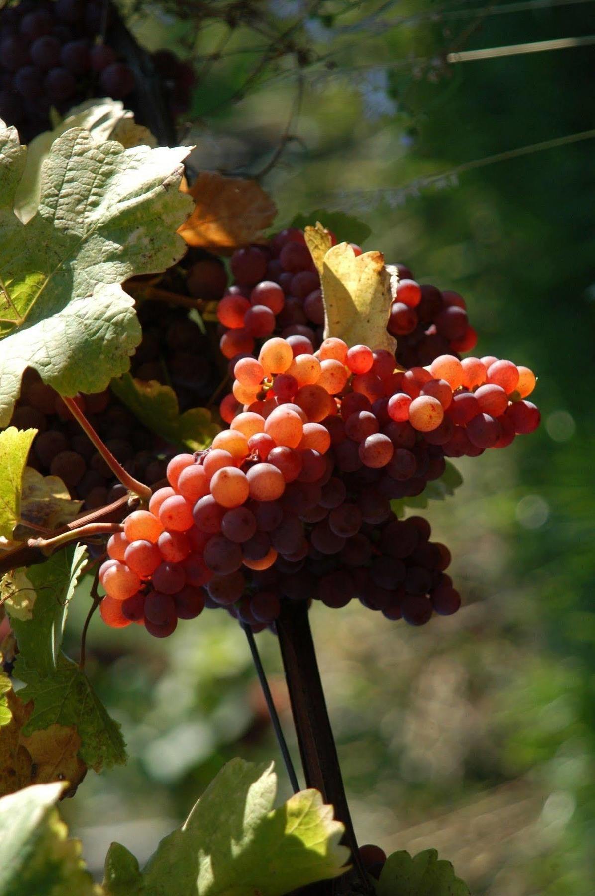 Weingut Primus Suedsteiermark Spielfeld Buitenkant foto