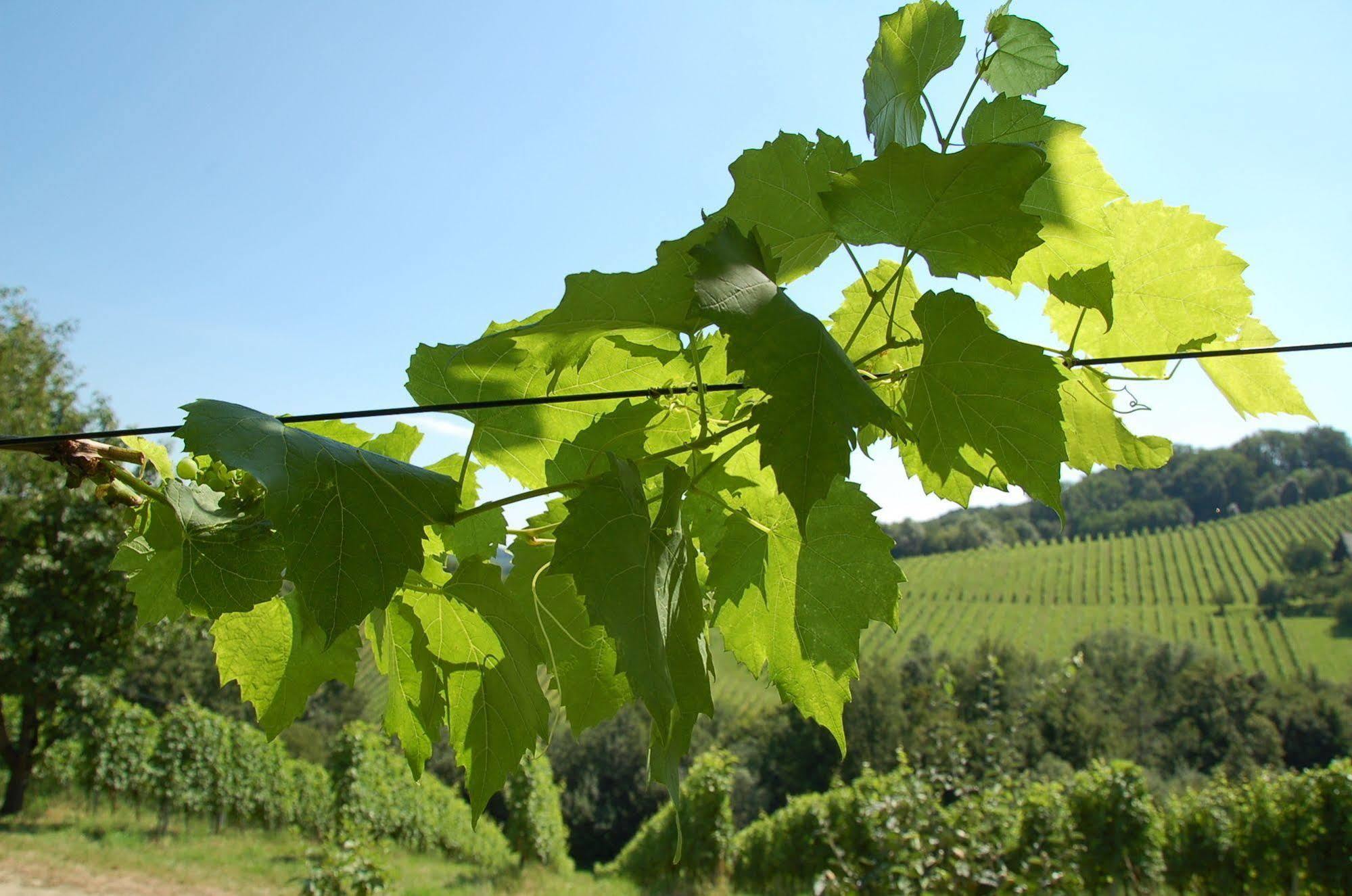 Weingut Primus Suedsteiermark Spielfeld Buitenkant foto